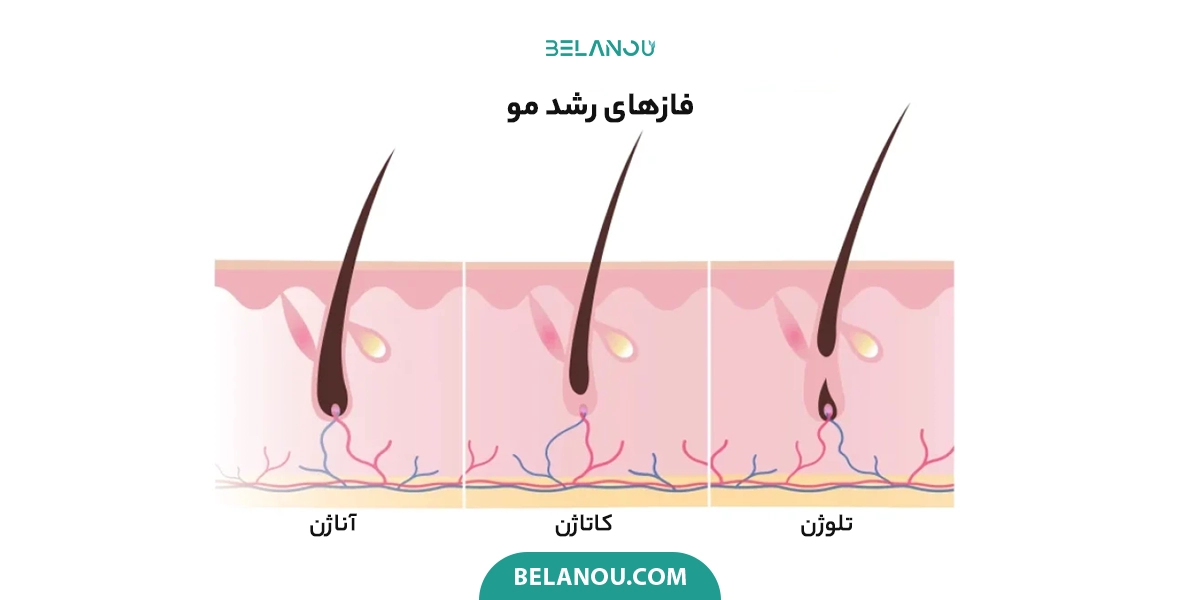 فازهای رشد مو شامل سه بخش آناژن، کاتاژن و تلوژن