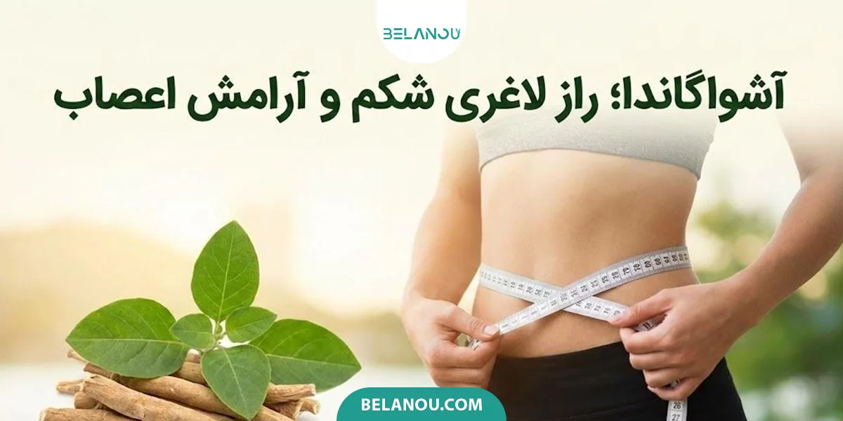 آشوگاندا برای لاغری شکم
