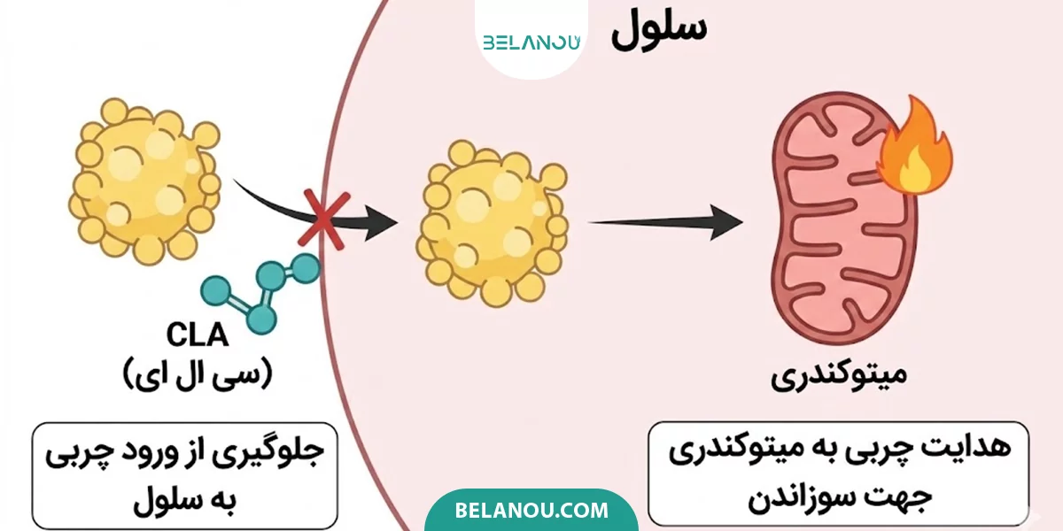 تاثیر چربی سوز CLA بر چربی‌های شکم و پهلو