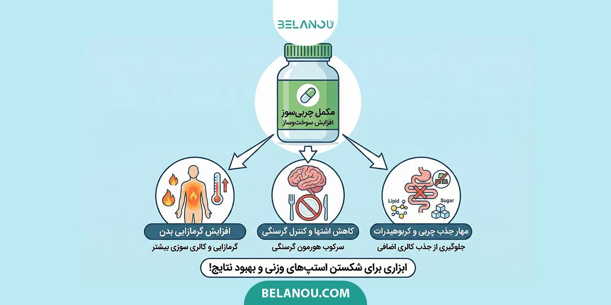 نحوه فعالیت چربی سوزها در بدن