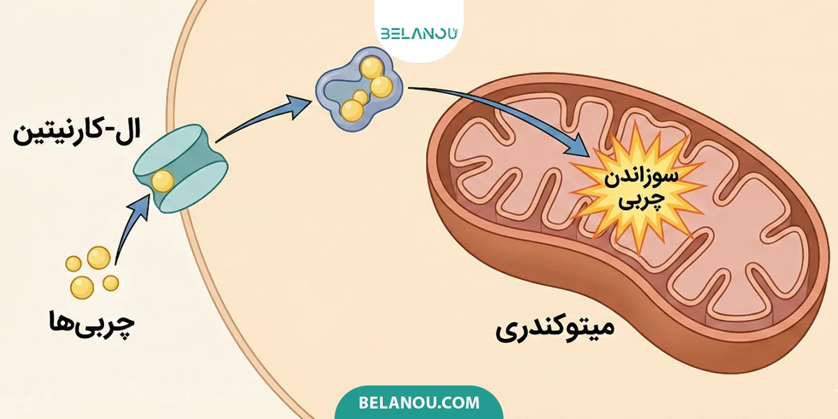 عملکرد چربی سوز در بدن