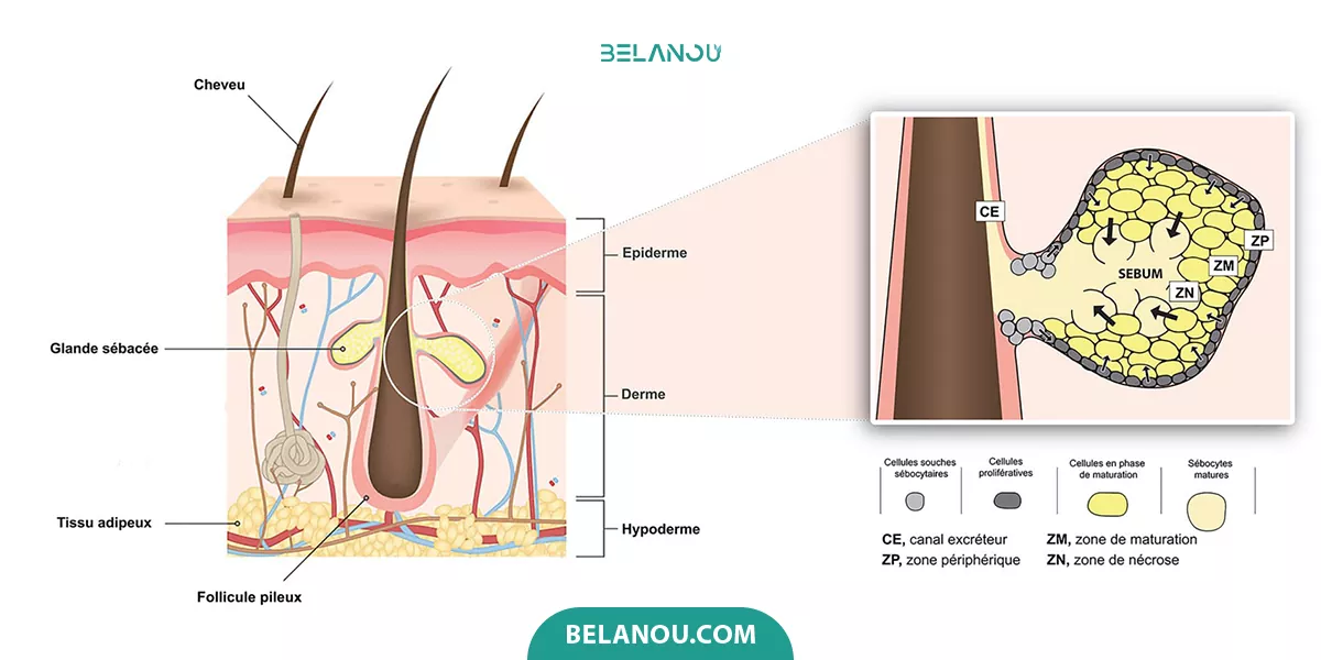 علت چرب شدن موها