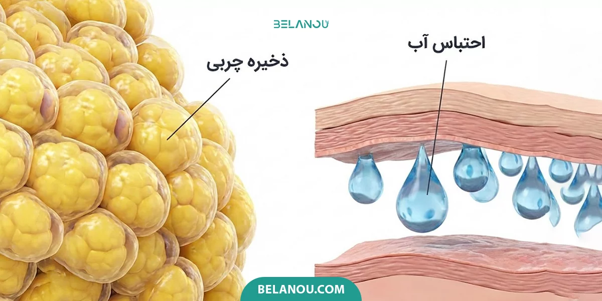 تفاوت کاهش چربی با کاهش آب