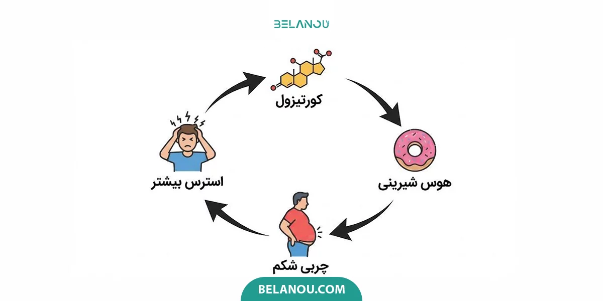 کورتیزول چگونه باعث چاقی شکم میشود؟