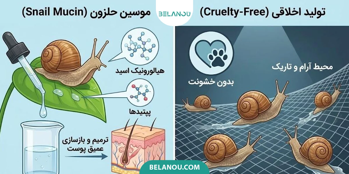 نحوه تولید موسین حلزون