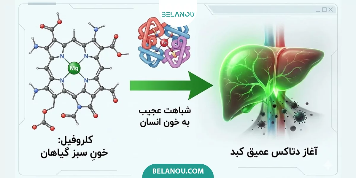 کلروفیل برای جوش چگونه عمل می‌کند